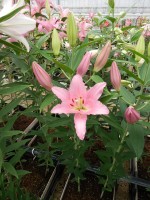 [5247 Barrage No01.JPG]